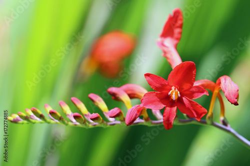 Crocosmia Lucifer photo