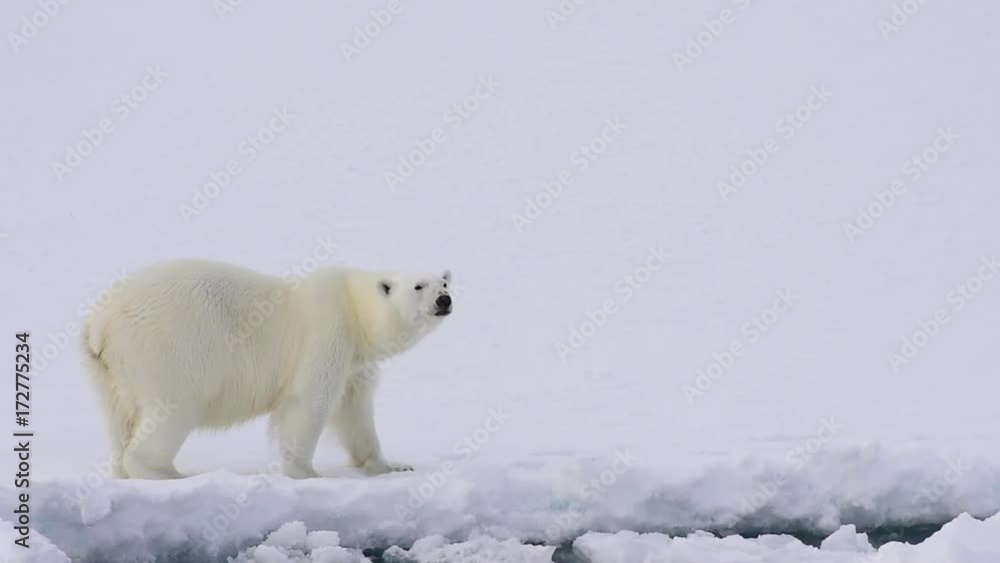 Polar bear walking on the ice. Polar bear walking on the ice.