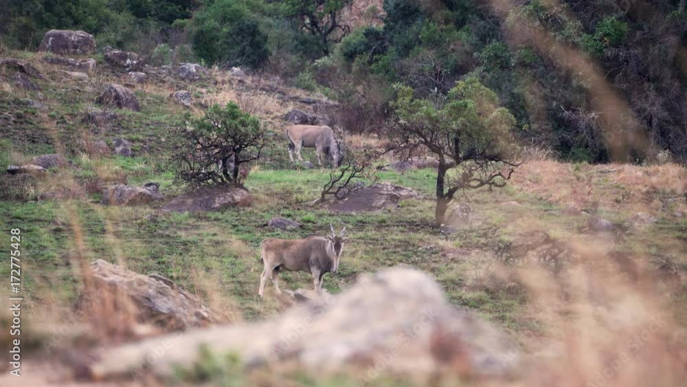 Eland antelope graze on the slopes of a mountain in Africa. Eland antelope graze on the slopes of a mountain in Africa.