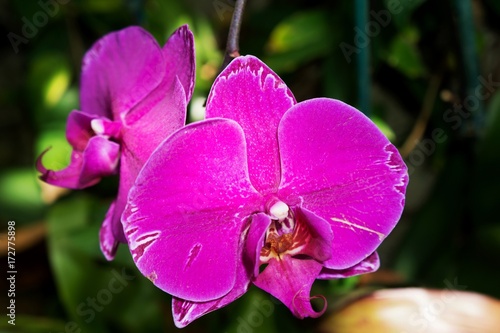 Vivid Saturated Orchid Flower 