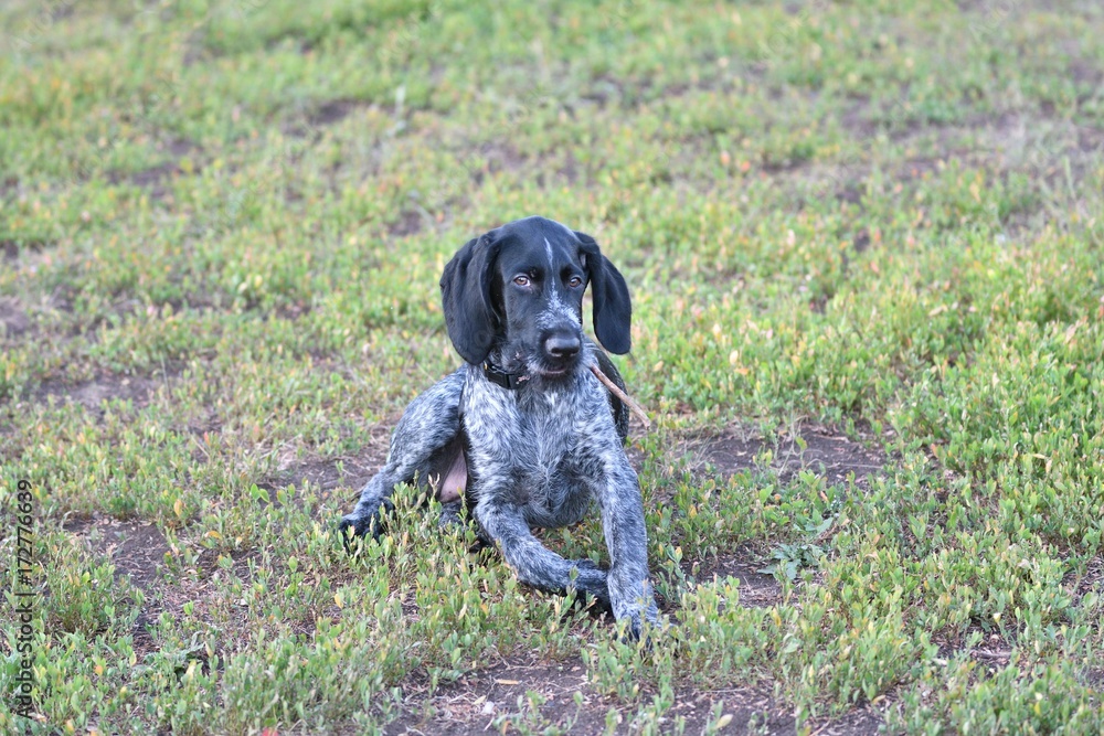 Hunting dog breed German Wirehaired pointer