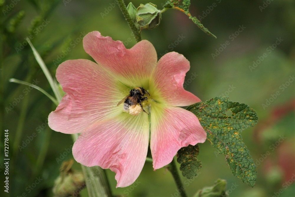 flowers and bees flowers and bees