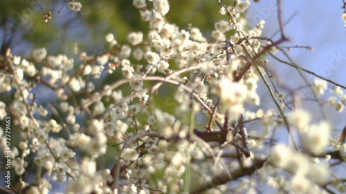 White plum long shot at Zenpukuji park in Tokyo photo