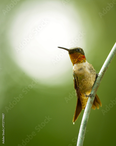 Ruby Throat Hummingbird