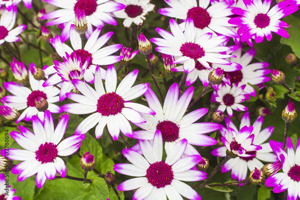 White and Purple Daisy Background White and Purple Daisy Background