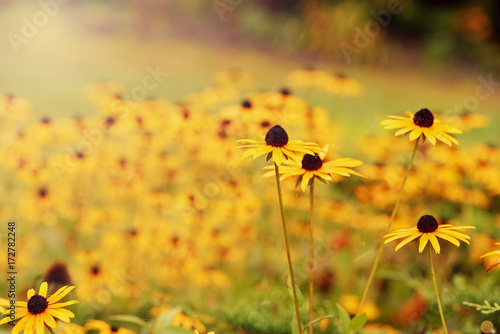 A field of yellow chamomiles with closeup flowers