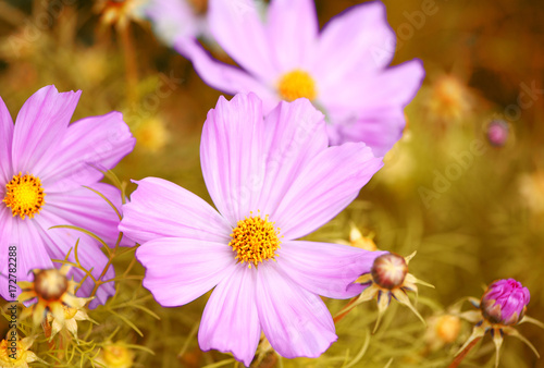 Beautiful pink flowers on flowerbad