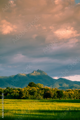 Beautiful sunset and dark clouds on rice fields with trees and big mountain background in Phrae Thailand. photo