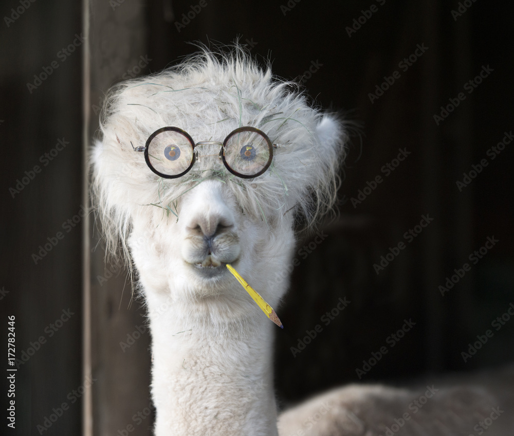 Genius alpaca with glasses and a pencil Stock Photo | Adobe Stock