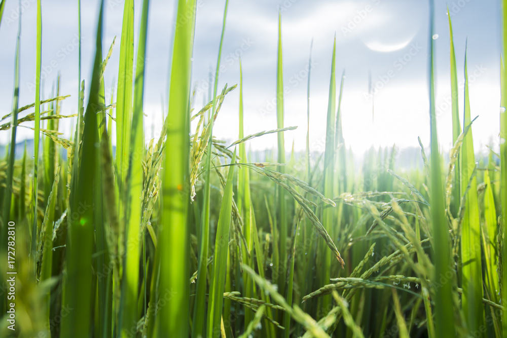 Obraz premium green rice field Thailand
