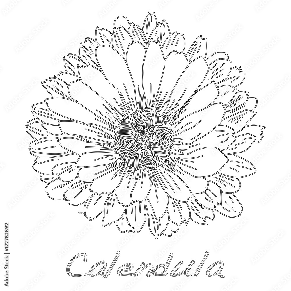 Obraz Calendula. Medical herb illustration isolated.