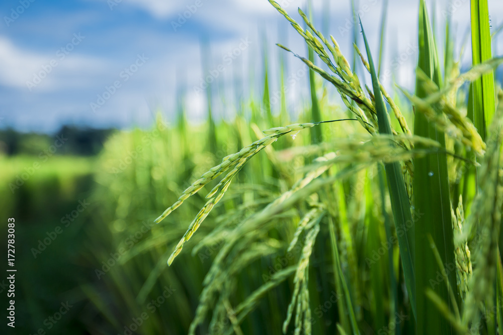 Obraz premium green rice field Thailand
