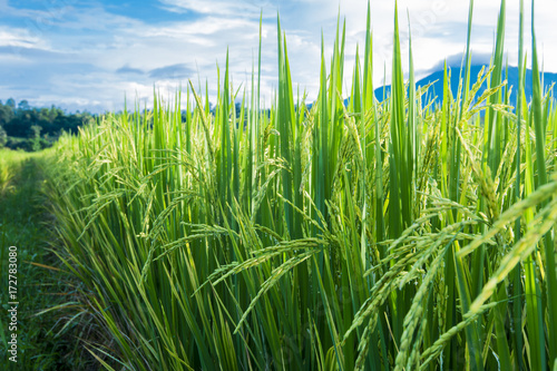 green rice field Thailand