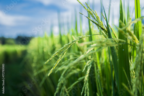 green rice field Thailand