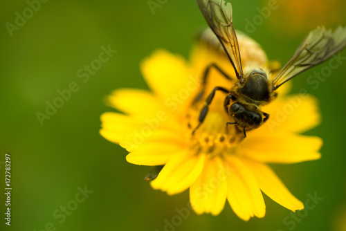 Bee pollen © chaiudon
