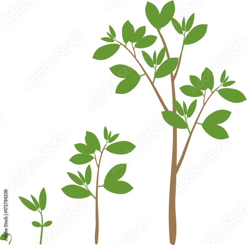 Stages of growth of a tree from seed