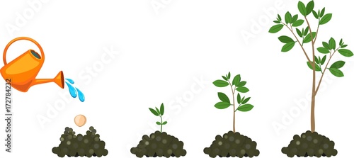 Plant growing from seed to tree. Watering the plants