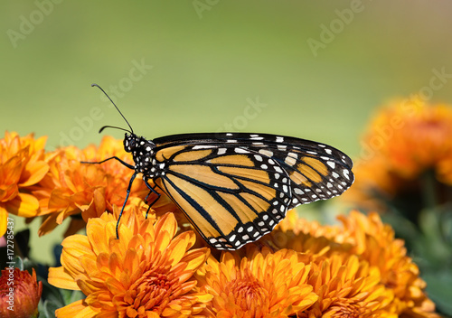 Canvas Print Monarch butterfly (Danaus plexippus) on orange Mum flowers during autumn migration