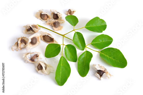 Moringa oleifera seeds with leawes. Isolated on white background. photo