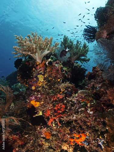 Fototapeta Naklejka Na Ścianę i Meble -  Intact reef landscape, intakte Riff-Landschaft