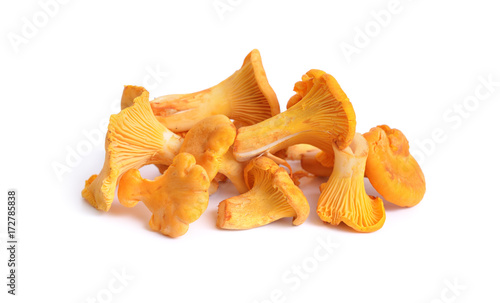 Cantharellus cibarius, commonly known as the chanterelle, or girolle