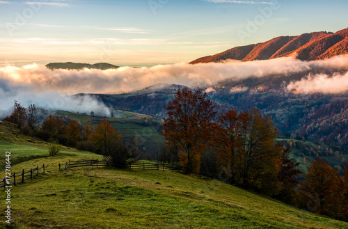 Fototapeta Naklejka Na Ścianę i Meble -  fence and trees on rural hillside meadow in morning fog. stunning countryside landscape in mountainous area in autumn