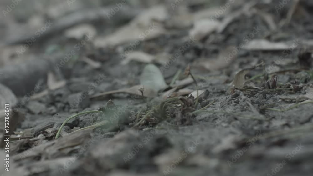 Flies, flying around the ground, eating something. Flies, flying around the ground, eating something.