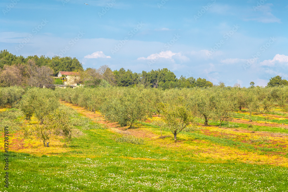 Rural landscape with olive grove during a sunny day in the spring, Croatia - Istria, Europe
