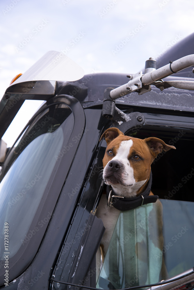Fotografie The dog in the cab of the truck is real companion and bodyguard
