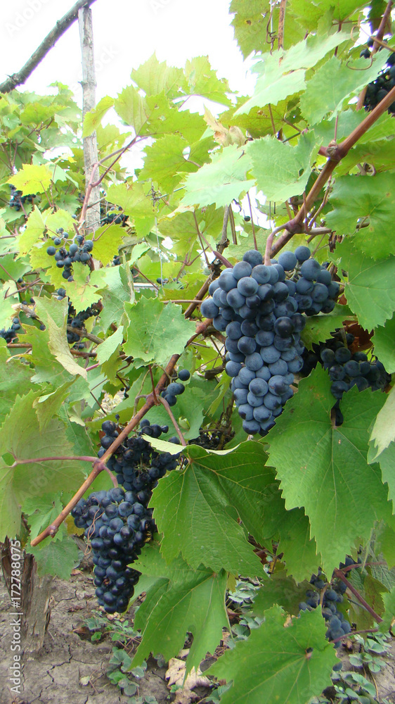 Bunches of blue grapes. Blue grapes with leaves and vine.