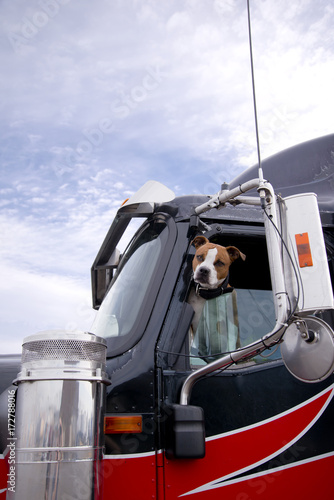 Wall Mural The fighting dog peeks out of the semi truck window protecting its territory fro