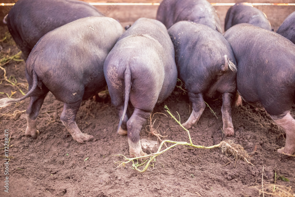 Small black pigs eat from the trough. Back view. Small black pigs eat from the trough. Back view.