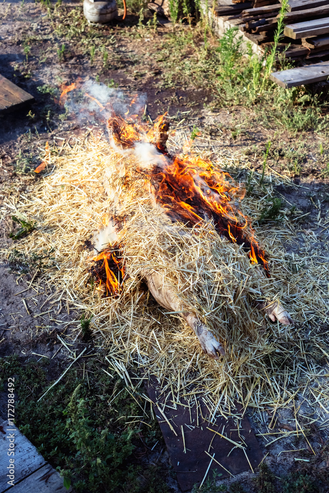 Burning pig hair off with dry straw before the butchering. Burning pig hair off with dry straw before the butchering.