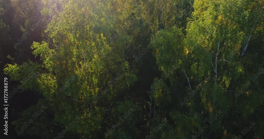 Forest trees. Flying trough forest. Tree woods. Trees silhouette. Sun flares sunset. Nature background Forest trees. Flying trough forest. Tree woods. Trees silhouette. Sun flares sunset. Nature background