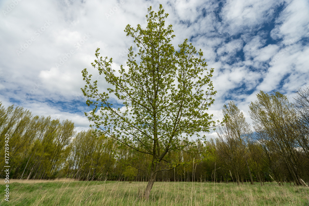 tree on a meadow tree on a meadow