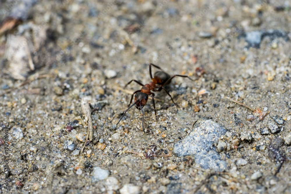 macro phto of an ant on gravel ground