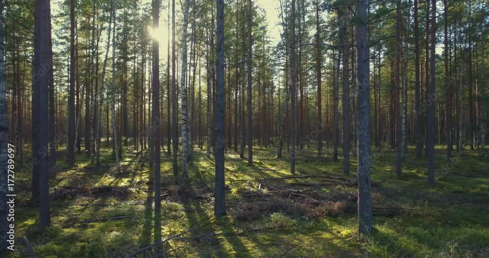 Forest trees. Flying trough forest. Tree woods. Trees silhouette. Sun flares sunset. Nature background Forest trees. Flying trough forest. Tree woods. Trees silhouette. Sun flares sunset. Nature background