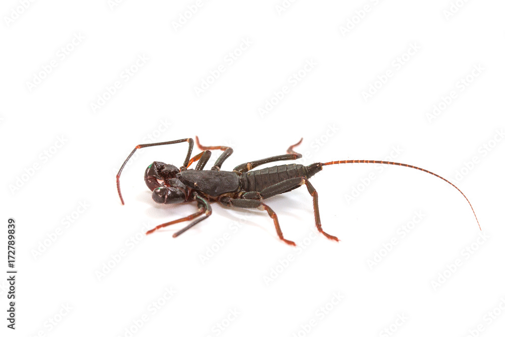 whip scorpion on white background whip scorpion on white background