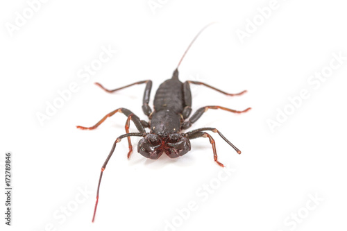  whip scorpion on white background