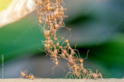 Ant bridge unity.selective focus.