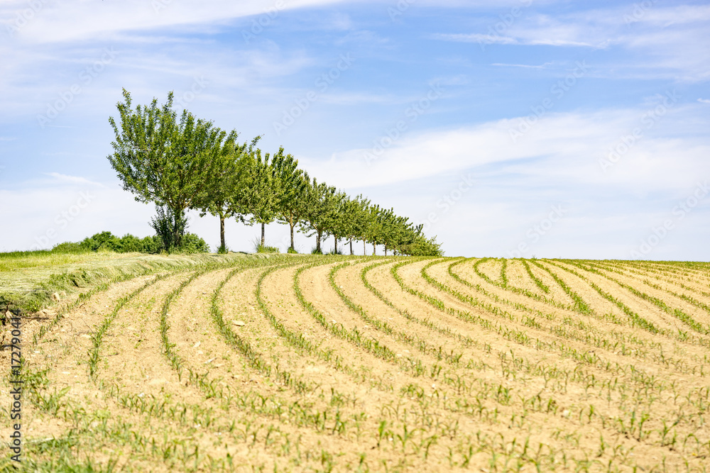meadow with fruit trees