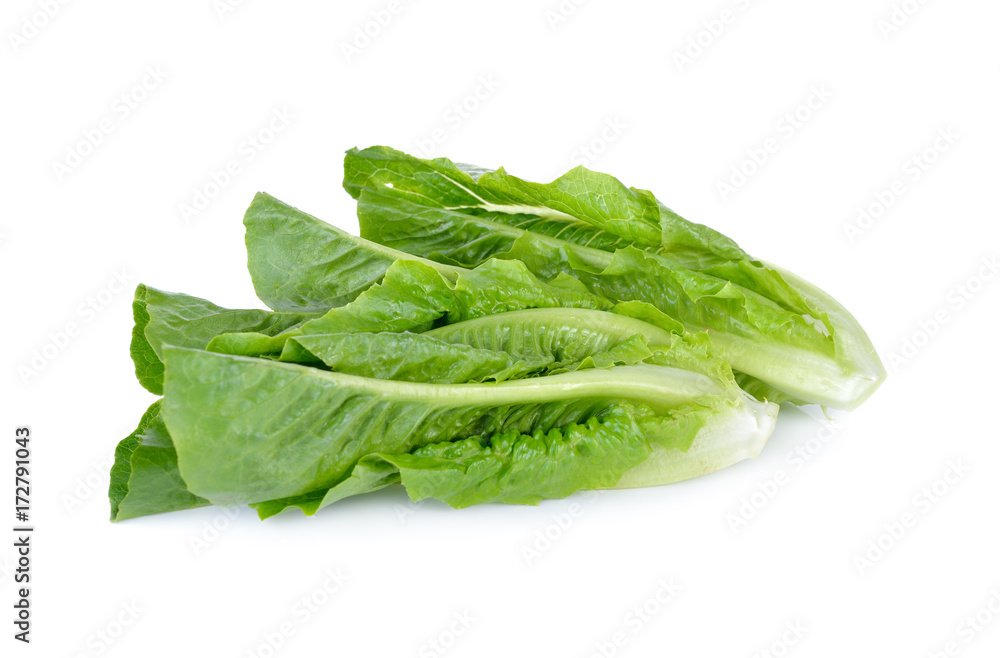 fresh cos lettuce on white background fresh cos lettuce on white background