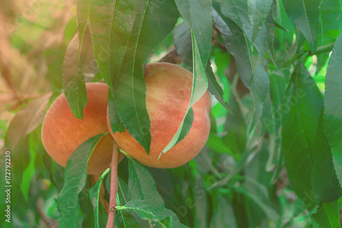 Canvastavla Two ripe peaches on a tree. Toned image