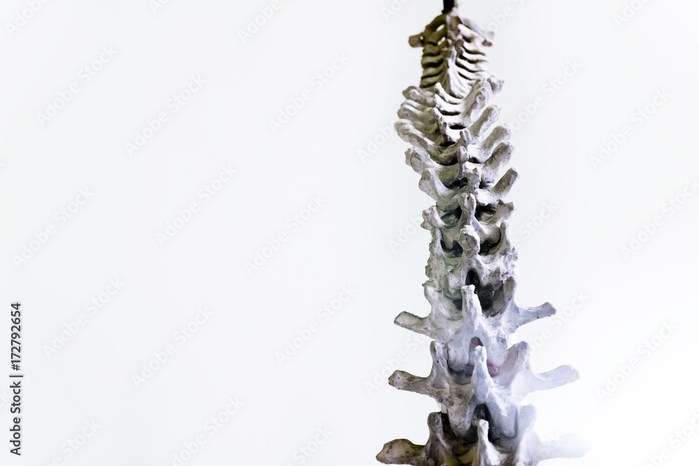 Obraz premium Vertebral column human