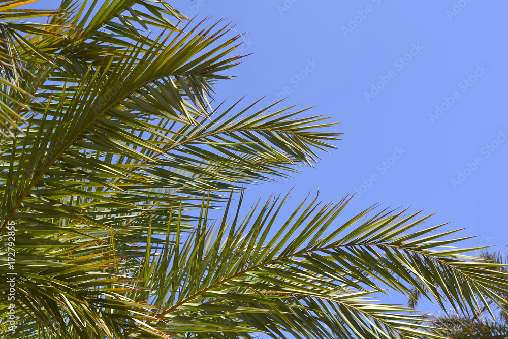 Palm tree on the sky background Palm tree on the sky background