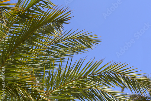 Palm tree on the sky background