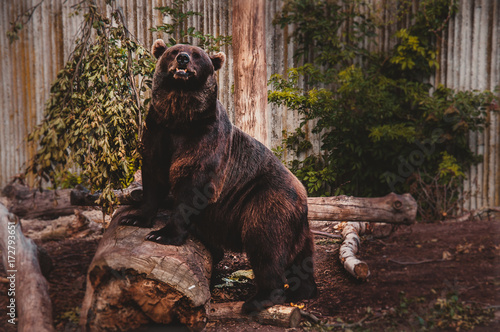 animal nature  bear © Sofi