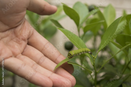 Bio technology professional engineer examining plant leaf disease insect.