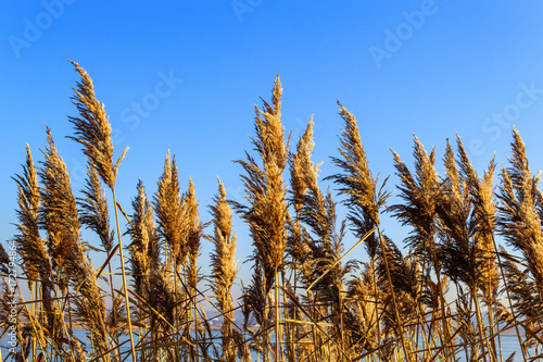 Dry inflorescences, leaves and stems of reed ordinary, Phragmites australis, against a clear blue sky. Background