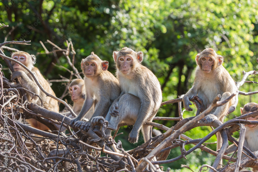 Fototapeta premium group of Long-tailed macaque monkeys stare sitting on the dried tre branches